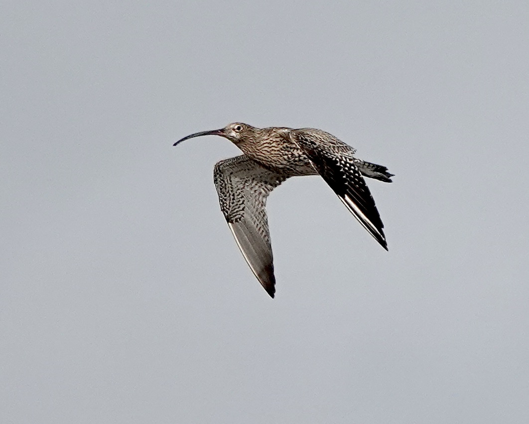 curlew